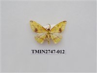 藏品(尺蛾309)的圖片